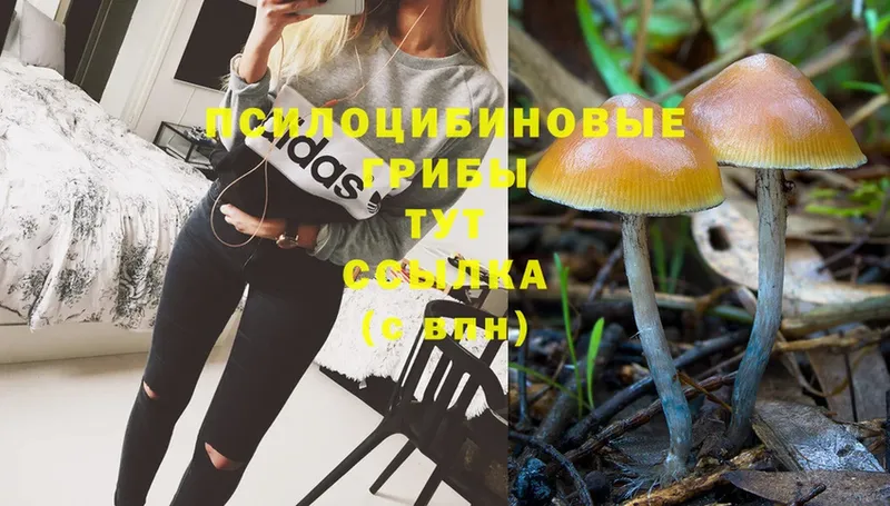 Псилоцибиновые грибы Magic Shrooms  Кубинка 